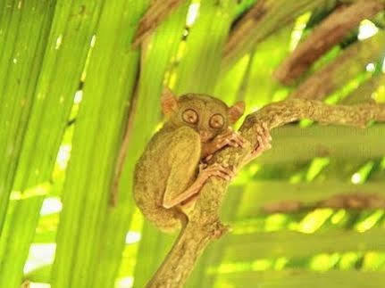 Pamilacan Island Tourist Inn And Restaurant Bohol Dış mekan fotoğraf