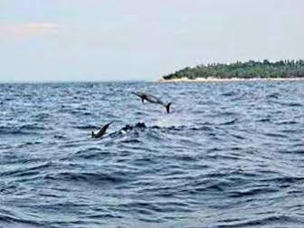 Pamilacan Island Tourist Inn And Restaurant Bohol Dış mekan fotoğraf